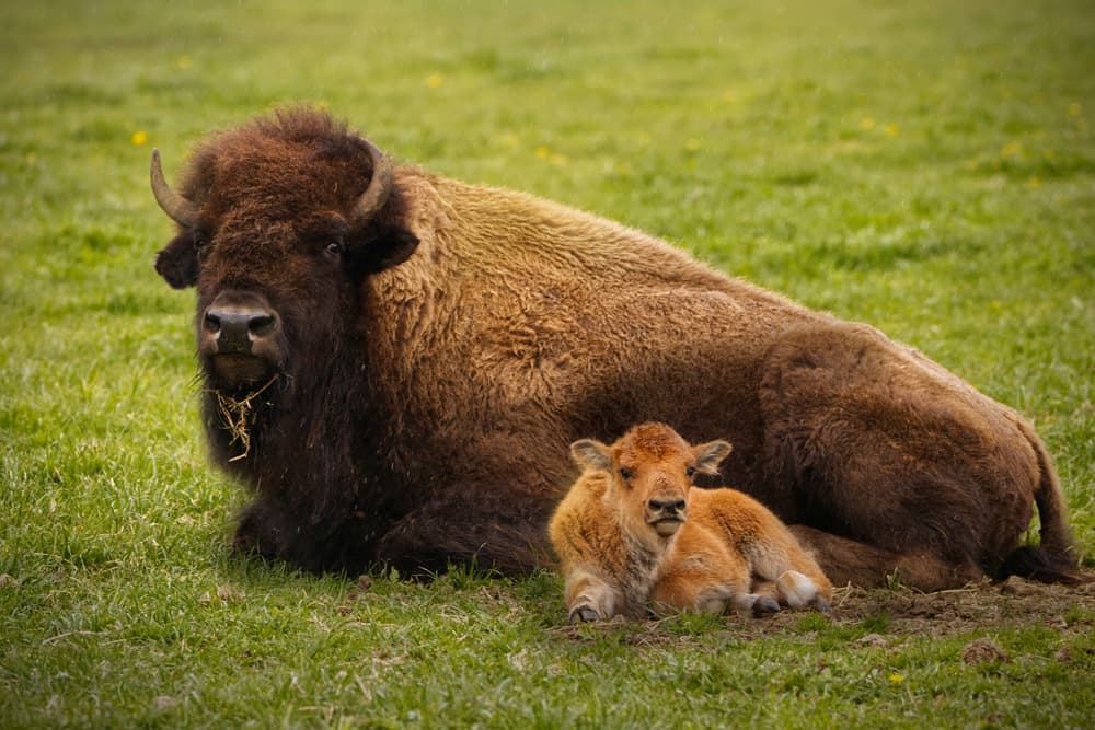 Animals enjoying spring at the Minnesota Zoo