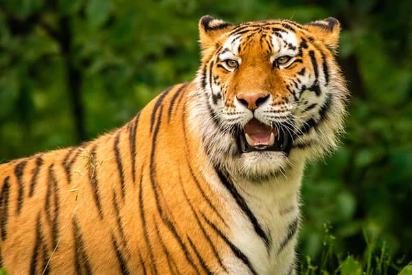 Tiger standing in greenery