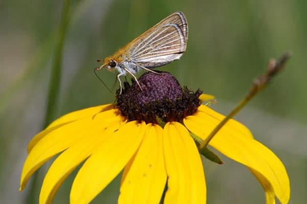 Butterfly on a yellow flower