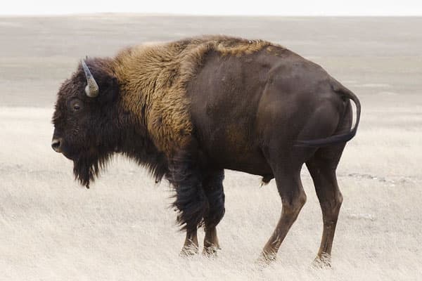 Bison standing in a field