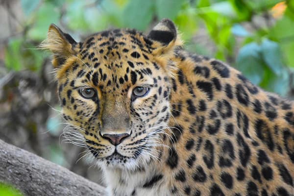 Leopard resting outdoors