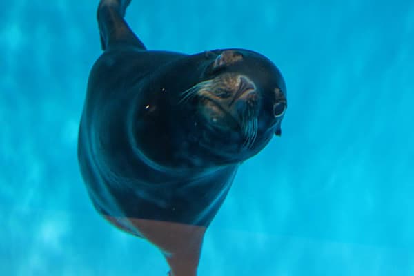 Sea lion swimming underwater