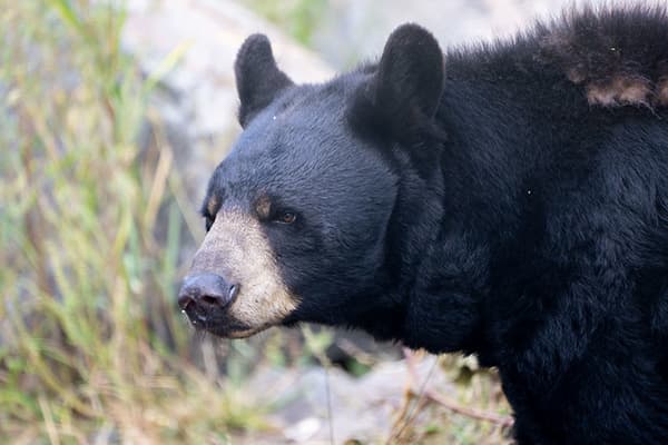 Black bear outdoors