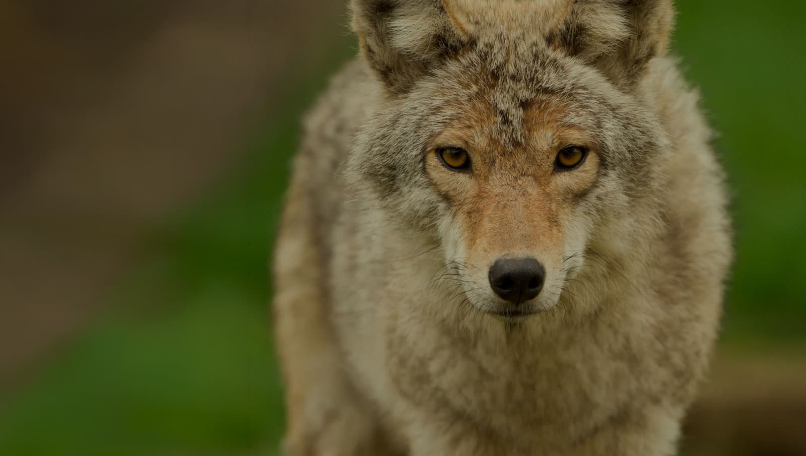 Minnesota Zoo in summer